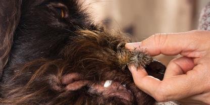 Nach dem Einsatz finden sich in Bart und Fell der Jagdhunde oft zahlreiche Kletten.