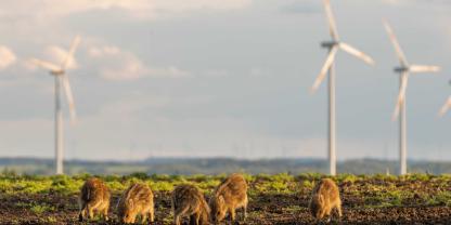 In einigen Teilen Deutschlands haben die Lebern von Wildschweinen einen zu hohen PFAS-Wert - kommt dieser von Windrädern?