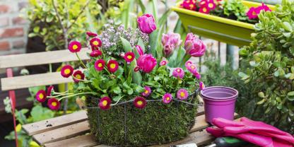 Bunte Akzente für den Balkon – solch eine Bepflanzung mit Tulpen und Tausendschön machen den Frühling greifbar.