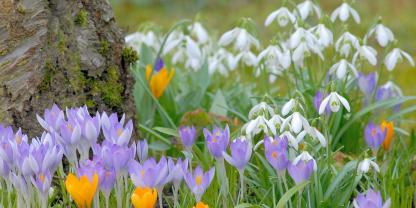 Schneeglöcken&Krokus