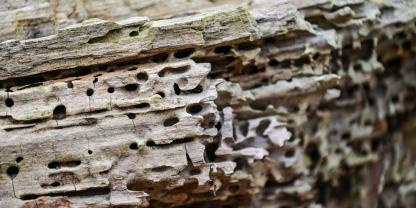 borkenkaefer-schaedling-holz-stamm-wald