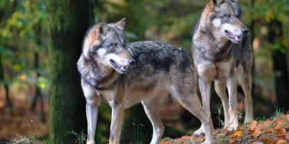 Die EU-Kommission will den Schutzstatus des Wolfes in der FFH-Richtlinie absenken.