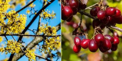 Die Kornelkirsche blüht früh im Jahr. Im Spätsommer sind ihre Früchte reif.