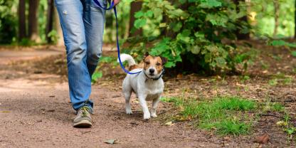 In Wald und Feld sollten Hunde derzeit an der Leine bleiben.