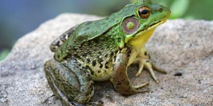 In Baden-Württemberg kämpft man mit dem Ochsenfrosch.