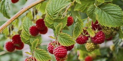 Mit einer geschickten Sortenwahl lassen sich auch auf dem Balkon Himbeeren ernten.