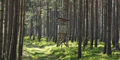 Waldwege bieten aufgrund des erhöhten Lichteinfalls abwechslungsreiche Äsung.