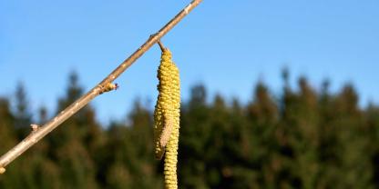 Wald-Frühling-Haselzweig