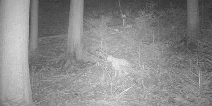 Im Murgtal hat ein Förster womöglich einen bislang unbekannten Luchs nachgewiesen.