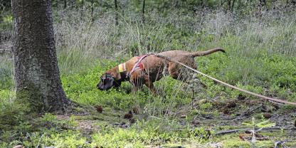 Die Schweißarbeit ist eine klassische Tätigkeit für einen Jagdhund und wird dementsprechend geprüft.