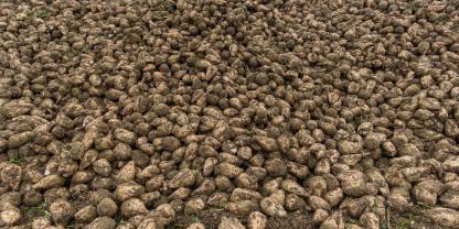 Ist die Zukunft des österreichischen Zuckerrübenanbaus in Gefahr (Symbolbild)? Nur 3 Tage nach den Landwirtschaftskammerwahlen in Niederösterreich wird bekannt, dass die Zuckerfabrik in Leopoldsdorf (NÖ) die Tore schließt.