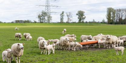 Niedersachsen: Eine Schafherde mit über 300 Tieren wurde im Landkreis Lüchow-Danneberg sich selbst überlassen (Symbolbild).